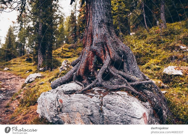 Baum wächst auf Stein am Croda da Lago in den Dolomiten Naturerlebnis Willensstärke Leidenschaft Ferien & Urlaub & Reisen Tourismus Bewegung Zentralperspektive