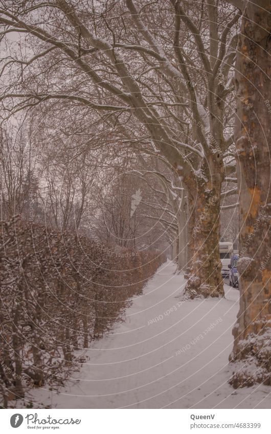 Baumallee in Winter mit Schnee Bäume Platane Fußweg Stadt Umwelt Spaziergang Stadtleben Dresden weiß rosa laufen