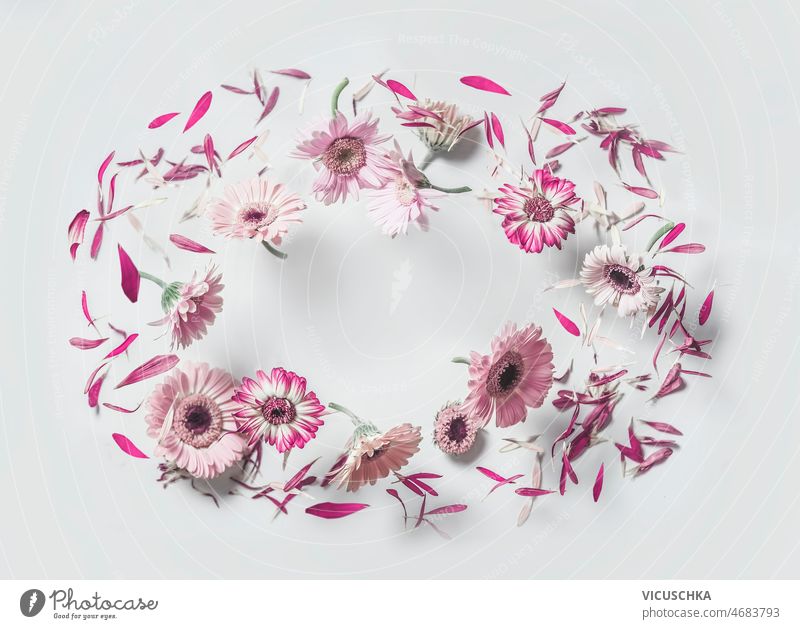 Rahmen mit fliegenden rosa Gerbera-Blüten auf weißem Hintergrund. weißer Hintergrund geblümt Levitation Konzept schön Garten Blütenblätter Vorderansicht blüht