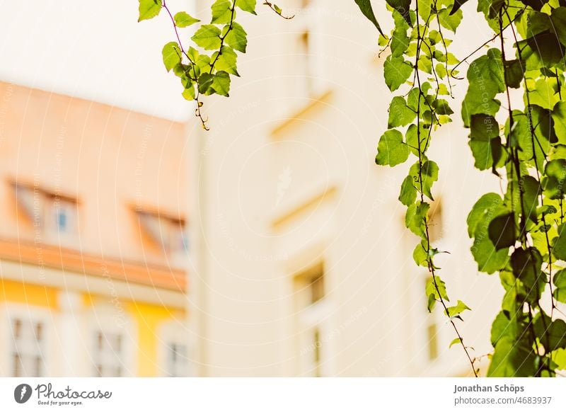 grüne Ranken vom Dach vor Hauswand Pflanzen Stadt begrünt Durchblick Blätter Altstadt Fassade Farbfoto Menschenleer Außenaufnahme Wand Natur alt
