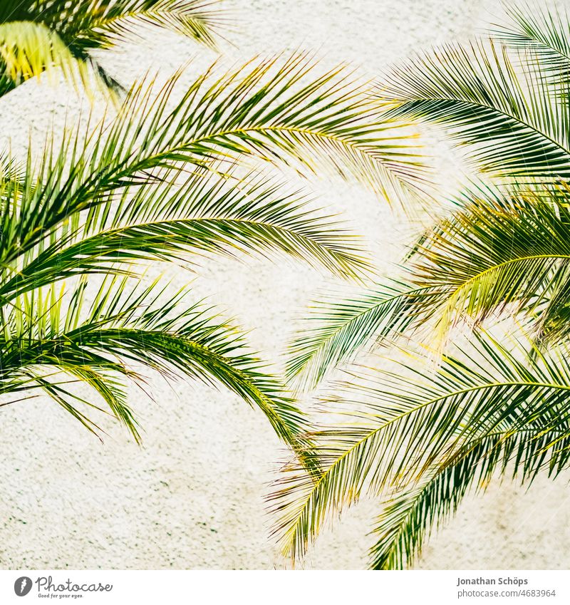 Palmenblätter vor heller Wand Palmenzweig ewiges Leben Symbol symbolisch grün blau Sieg Freude Frieden Passahfest Palmsonntag Palmenwedel Pflanze Natur