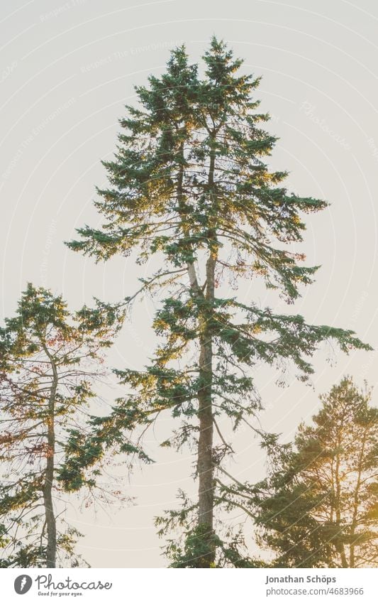 Baum in Abendsonne Äste Durchblick Herbst Spätsommer kahl Himmel Natur Zweige u. Äste Menschenleer Außenaufnahme Farbfoto Tag Pflanze Wandel & Veränderung
