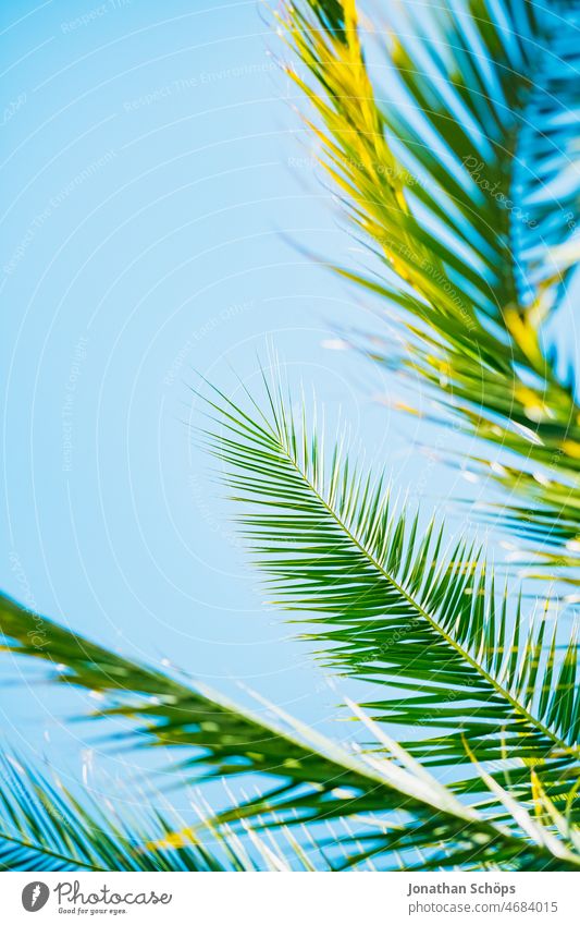 Palmenblätter vor blauem Himmel Palmenzweig ewiges Leben Symbol symbolisch grün Sieg Freude Frieden Passahfest Palmsonntag Palmenwedel Pflanze Natur