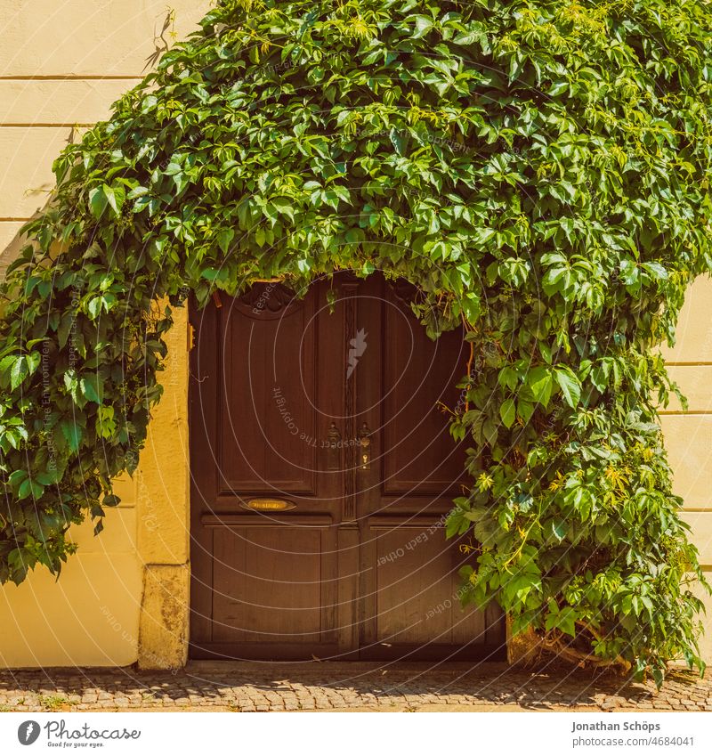 Holztor mit grüner Wandbegrünung Holztür Tür Tor gelb bewachsen Wachstum wuchern ranken Pflanze alt Menschenleer Außenaufnahme Farbfoto Eingang geschlossen