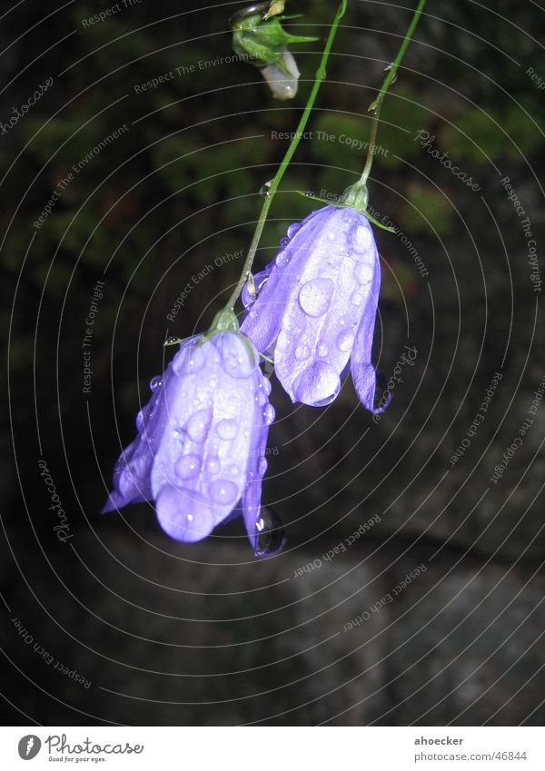Makro Blume violett grün Mauer dunkel Blatt Makroaufnahme Wasser Wassertropfen hell Stengel Regen Außenaufnahme