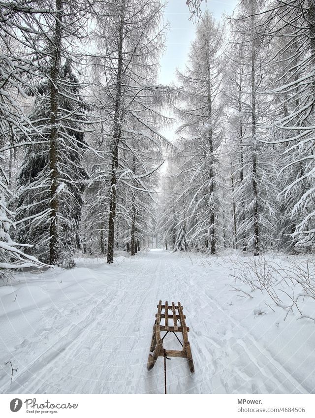 schlitten fahren im winterwald Schlitten Schnee Wald verschneite wandern Ausflug allein Landschaft kalt Natur Winter im Freien Baum Wetter weiß Frost Eis