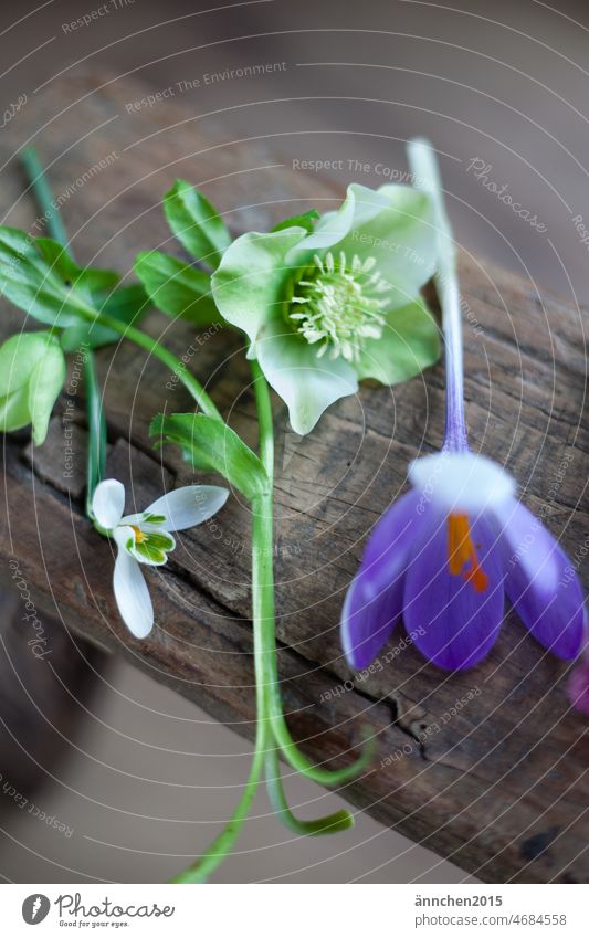 Ein Schneeglöckchen, eine weiße Christrose und ein lilafarbener Krokus liegen auf Holz Blumen SlowFlower Farbfoto Natur Blüte Pflanze Frühling grün Sommer schön