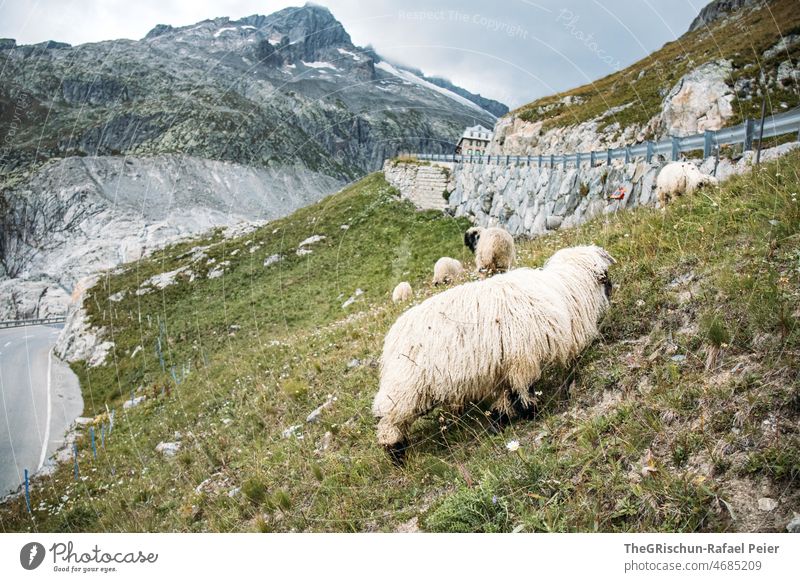 Schaffe auf Weide und Passstrasse Wiese walliser schwarzkopfschaf Schafe Berge u. Gebirge passstraße