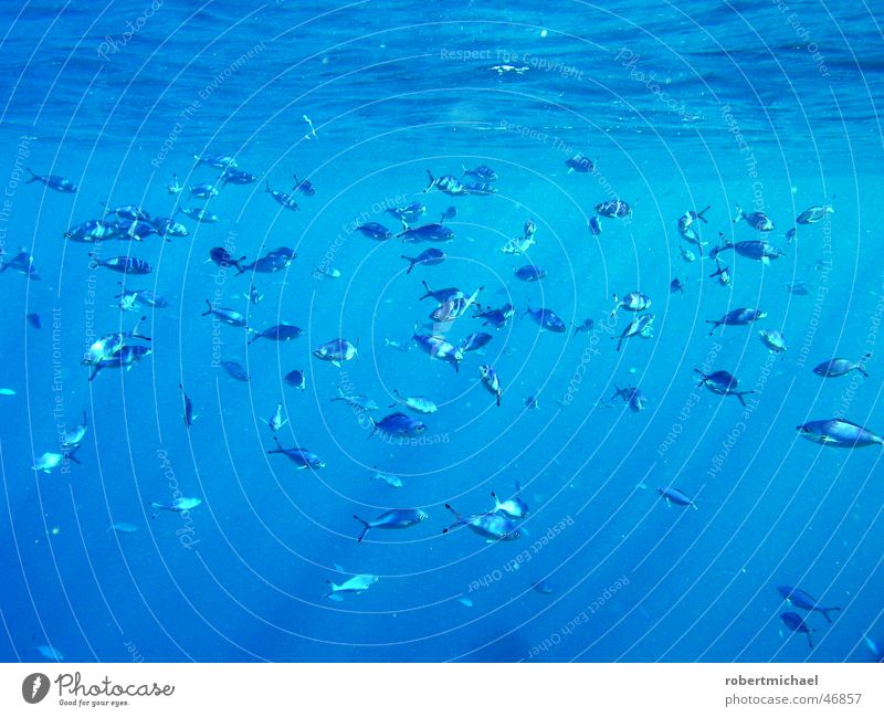 viele fische Tier klein groß Licht Meer See tauchen Schnorcheln Oberfläche Reflexion & Spiegelung mehrere Fischschwarm Ägypten tief Riff Wellen Sonnenstrahlen