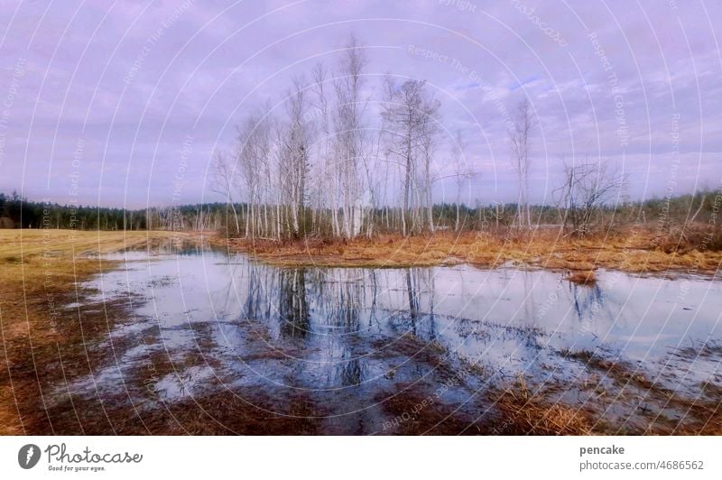 götterdämmerung | 1800 Landschaft lila Abendstimmung Naturschauspiel Bäume Birke Spiegelung Moorgebiet Himmel Wasser Mythologie Dämmerung Reflexion & Spiegelung