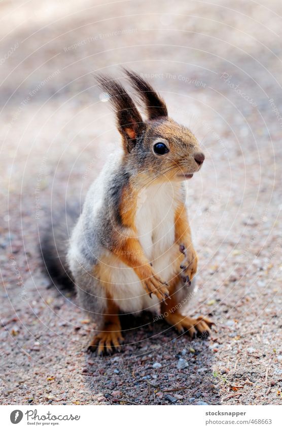 Eichhörnchen Nagetiere Tier Säugetier niedlich eurasisch Finnland Finnisch
