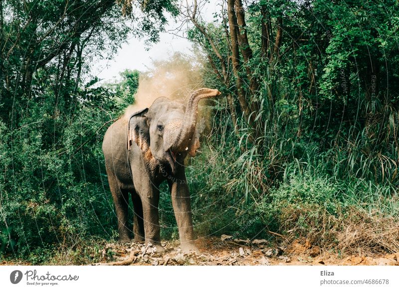 Ein asiatischer Elefant steht im Dschungel und pustet mit seinem Rüssel Staub staub Sand wild Asien Nationalpark Wildtier Safari Natur Tier Säugetier Tropen