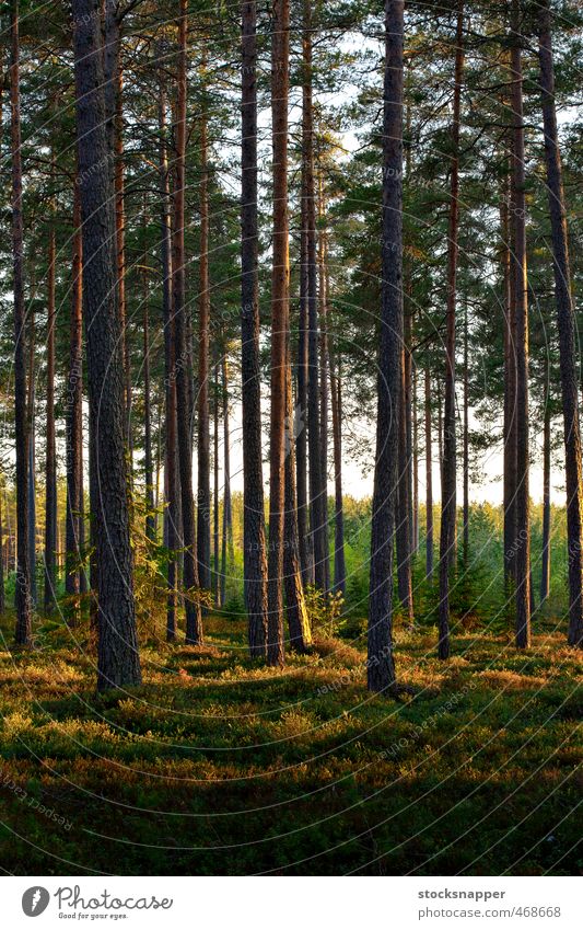 Kiefernwald nordisch Wald Abend Licht Lichterscheinung Baum Natur natürlich Sonnenlicht Menschenleer Finnland Finnisch Skandinavien Landschaft