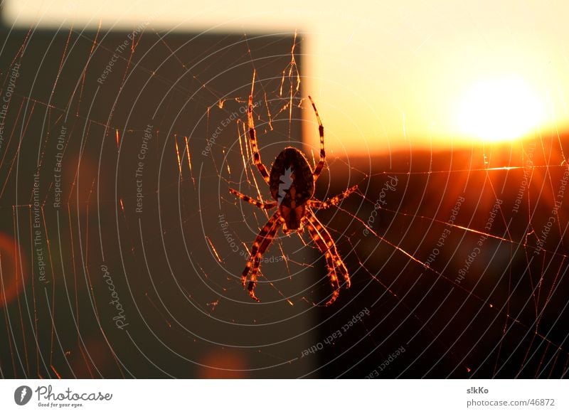 Spinne im Gegenlicht Sonne sun gegenlich Netz spider net Nähgarn