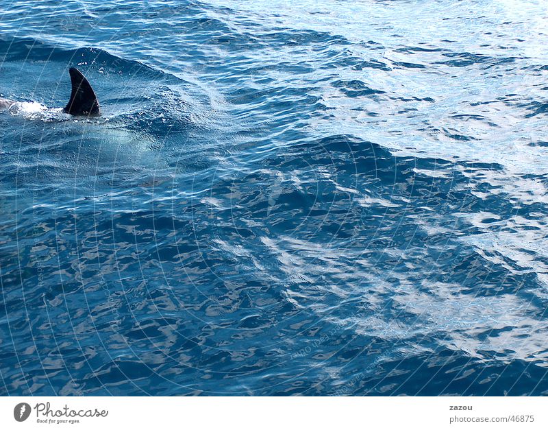 Gefahr gefährlich Haifisch Wal Delphine Finnen Schrecken Vertriebsabteilung bedrohlich Fisch Wasser blau sales ansporn Schwimmen & Baden