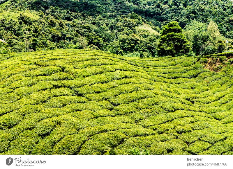 grün ja grün… Tee Regenwald Urwald Menschenleer Klimaschutz Feld Asien Sonnenlicht Klimawandel schön Fernweh Farbfoto Außenaufnahme Umweltschutz