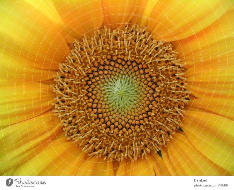 Sonneblume Detail Blume Sonnenblume Sommer Makroaufnahme Detailaufnahme