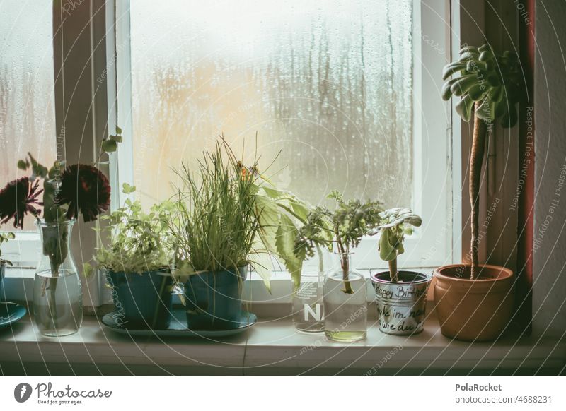 #A0# Fensterbrett Fensterscheibe Fensterladen Fensterrahmen Fensterblick Fensterfront Fensterplatz Pflanzen Zimmerpflanze Zimmerpflanzen gießen daheim