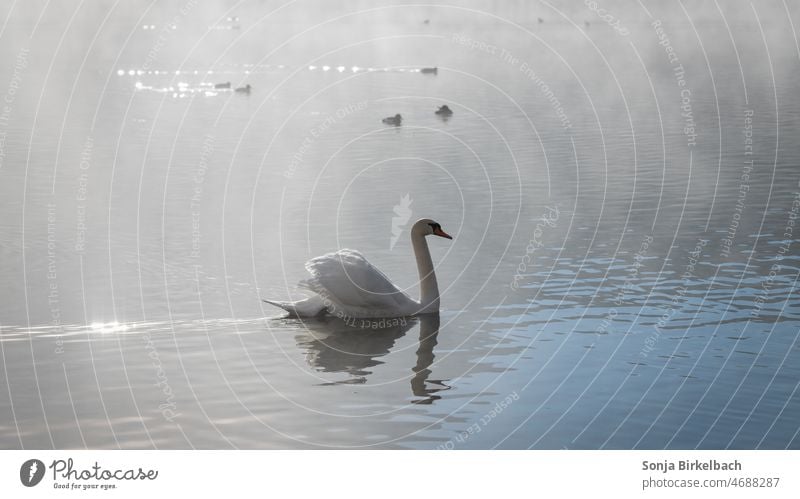 Frühmorgens am See - Schwan zieht seine Runden im Morgennebel schwan Wasser Vogel Tier Natur weiß Feder elegant Hals Stolz schön Flügel ästhetisch Außenaufnahme