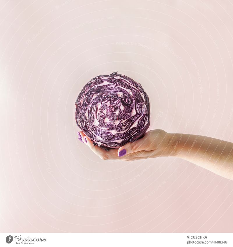 Frauenhand mit violetten Nägeln hält halbierten Rotkohl Hand purpur Beteiligung blass beige Wand Hintergrund organisch Gemüse ohne Verpackung kunststofffrei
