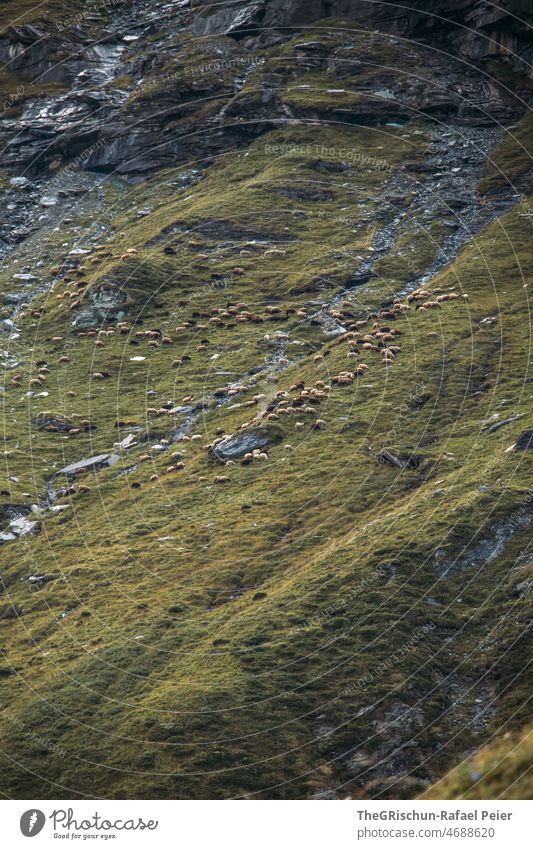 Schafe auf Weide Schafherde Wiese Gebirge Geröll tiere Nutztiere Herde Gras Futter