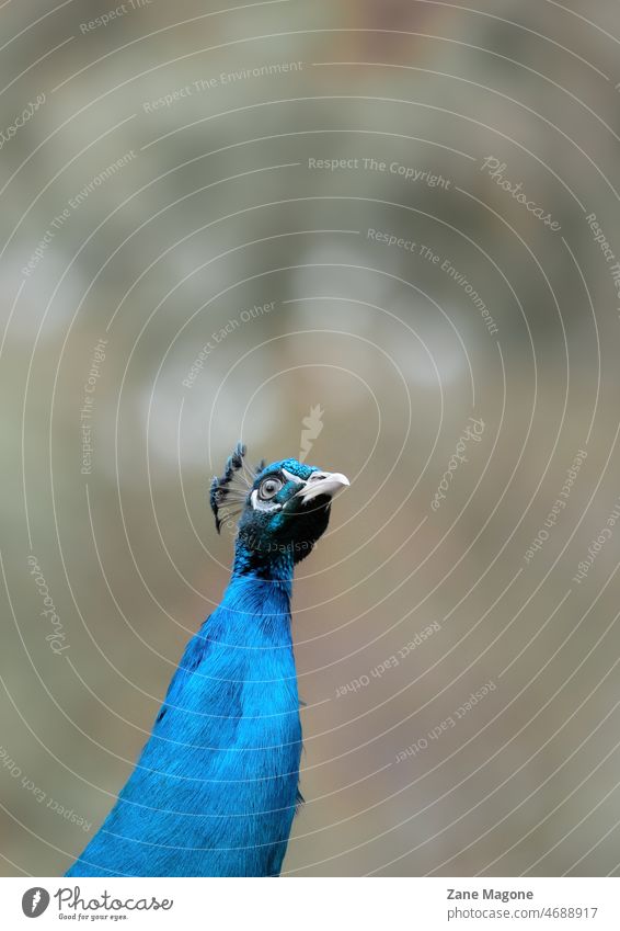 Buntes Pfauenporträt blau hell Hellblau türkis lebhaft Farben Natur Zoo Tier Vögel Porträt Hals überrascht Vogel Feder elegant schön Tierporträt