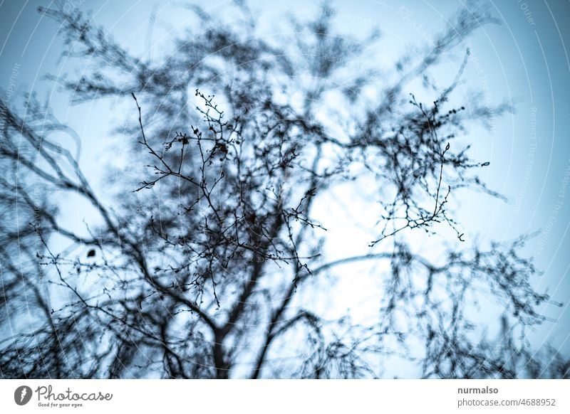 Flirr Baum äste oben himmel unschärfe blatt blattlos blau grau traum wirr durcheinander grafisch muster winter