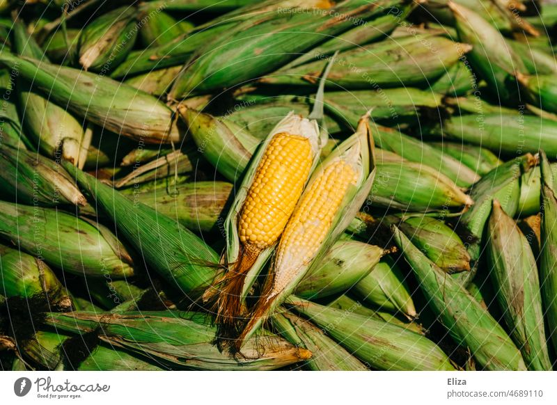 Viele Maiskolben gelb grün Haufen Ernährung Gemüse Lebensmittel viele mehrere