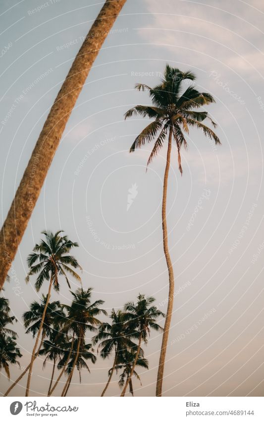 Palmen vor Himmel Tropen exotisch Natur Urlaub tropisch Stämme palmenstamm Urlaubsstimmung Abendhimmel viele warm