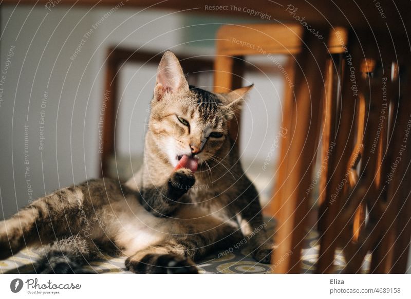 Katze liegt auf einem Stuhl und putzt ihre Pfote genüsslich mit der Zunge putzen ablecken abschlecken Fell Haustiere Tier säubern sessel liegen Hauskatze