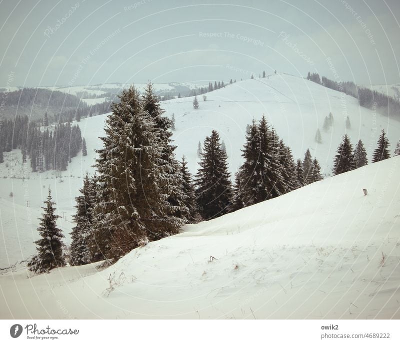 Kamm Rumänien Osteuropa Schneelandschaft Karpaten Frost Baum Schneedecke Panorama (Aussicht) tief verschneit Weite Fernweh Wetter Hügel Wald kalt hell karg weiß