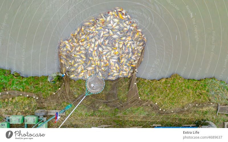 Blick von oben auf die Ernte von Karpfenfischen aus dem Teich Ackerbau Angeln Aquakultur an Land Eimer Haufen fangen Küste wirtschaftlich einschließen Gerät