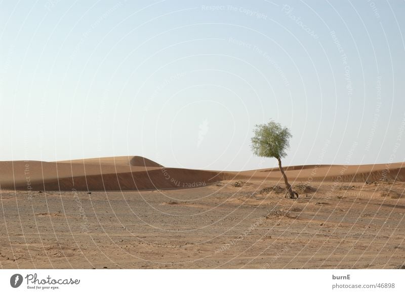 Die Wüste lebt Dubai Baum klein hell-blau Einsamkeit ruhig einzeln grün Überleben Außenaufnahme Landschaft arabische emirate Ferne Sand Himmel Schönes Wetter