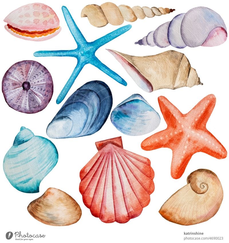 Set von Hand gezeichnet Aquarell Muscheln, Seesterne und Seeigel Illustration Dekoration & Verzierung Zeichnung Element exotisch handgezeichnet Feiertag