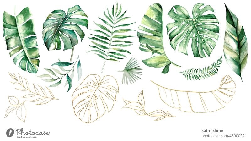 Grüne und goldene Aquarell tropische Palme, Banane und monstera Blätter Illustration botanisch Dekoration & Verzierung exotisch Laubwerk handgezeichnet