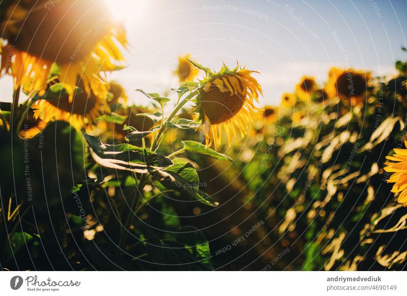 Sonnenblumen Feld Landschaft mit großen Blume vor in der Sommersonne Blüte Hintergrund geblümt Natur Blatt Frühling Pflanze Wiese gelb Himmel grün Schönheit
