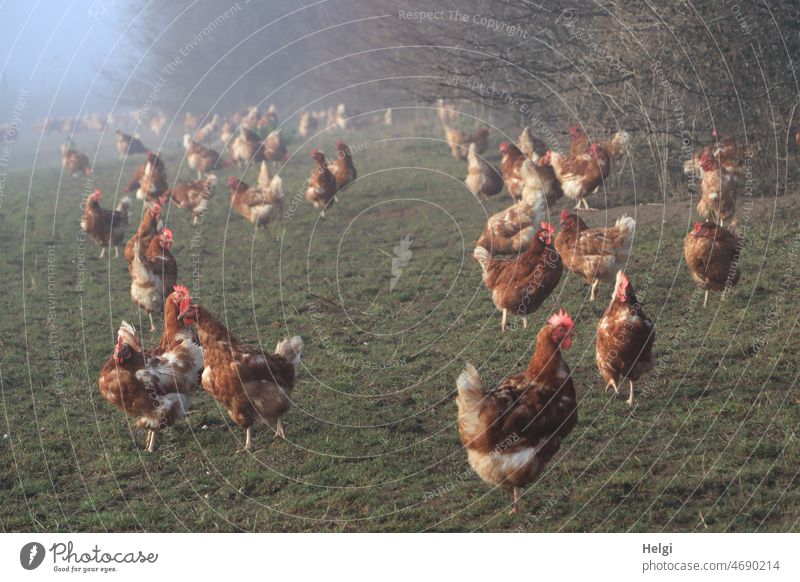 Federvieh | freilaufende glückliche Hühner im Nebel Hühnerhof Wiese Sträucher draußen Winter Kälte nebelig morgens Nebelmorgen Tiere Geflügel Nutztier