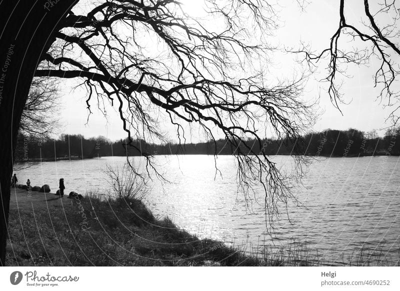 sonniger Wintertag am See in schwarzweiß Landschaft Natur Seeufer Baum Ast bizarr Sonnenlicht Sonnenschein Außenaufnahme Menschenleer Wasser Idylle Ruhe Stille