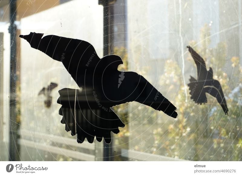 schwarze, zerkratzte Vogelschutzaufkleber an den schmutzigen Glasscheiben eines Wartehäuschens / Vogelschutz / Unfallschutz Vogelbild stilisiert Raubvogel