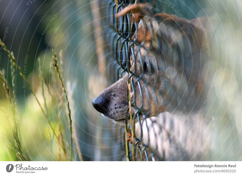 Jack-Russell-Terrier streckt seine Schnauze durch einen Maschendrahtzaun. Hund Hundeschnauze Zaun Ohren Schlappohren Hundenase Aufmerksamkeit Jagdtrieb Schärfe