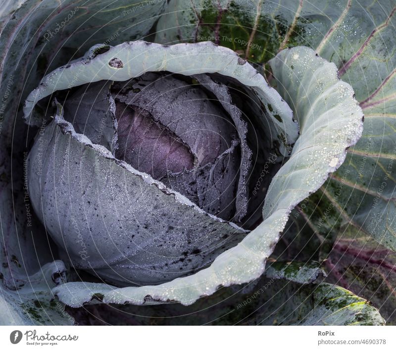 Nahaufnahme eines Rotkohls. Gemüse vegetables Rotkraut cabbage krautsalat Nahrung essen food nahrungsmittel gesundheit vitamine health struktur küche kittchen
