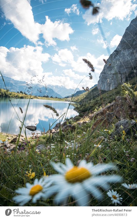 Blume, Bergsee, Gebirge Berge u. Gebirge Glarus Wiese Felswand Schweiz wandern Tourismus draußen Alpen Außenaufnahme Natur Menschenleer Gipfel Umwelt Felsen See