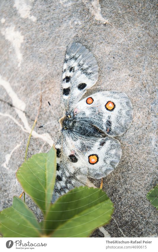 Schmetterling auf Stein summervogel Blatt Farben Punkte Falter Flügel Muster Detailaufnahme Tier fliegen Schweben
