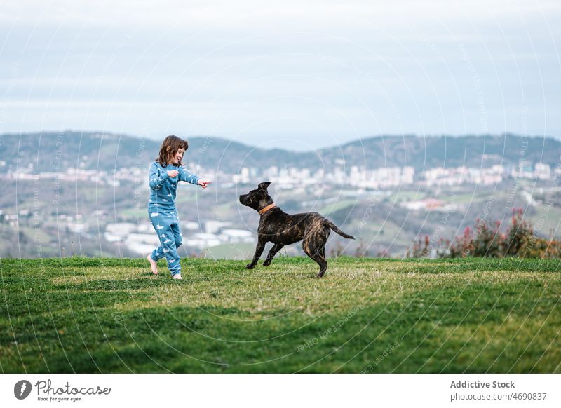 Mädchen spielt mit Hund auf Rasen Kind spielen amerikanischer Pitbull-Terrier Tier Haustier spielerisch Säugetier Zeitvertreib Stammbaum züchten niedlich