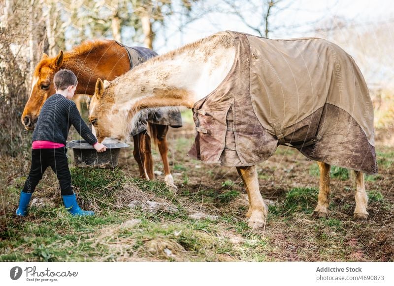 Junge füttert Pferd auf der Koppel Kind Futter Sattelkammer Gehege Landschaft Tier Lebensraum Pferdestall Säugetier domestiziert züchten Zoologie niedlich Mähne