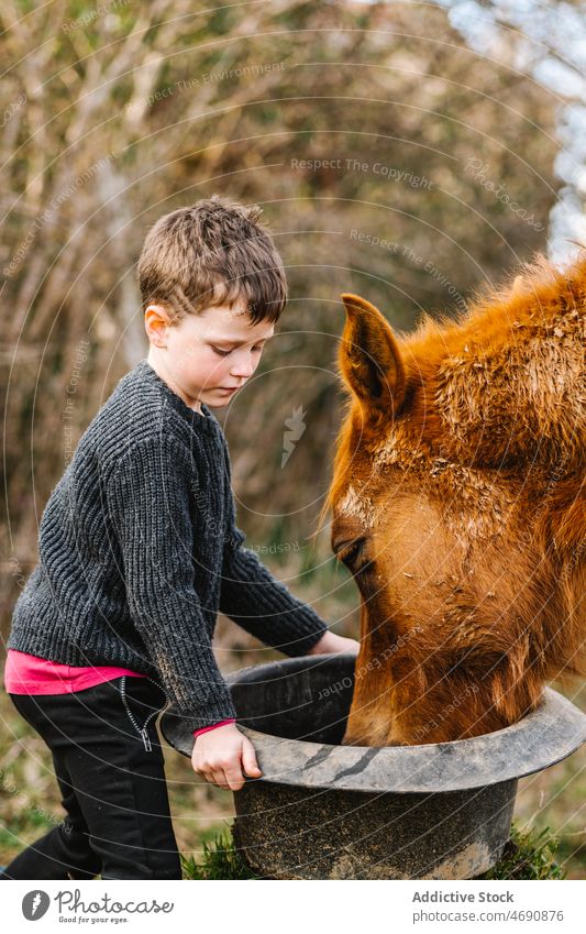 Junge füttert Pferd auf der Koppel Kind Futter Sattelkammer Gehege Landschaft Tier Fokus Lebensraum Pferdestall Säugetier konzentriert domestiziert züchten