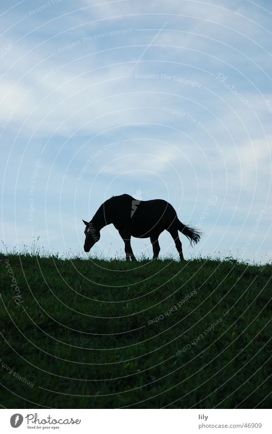 silhouette Pferd schwarz dunkel Einsamkeit Wiese wandern Nahrungssuche ruhig Silhouette Kontrast blau