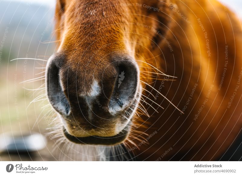 Nase eines braunen Pferdes auf dem Lande Sattelkammer Gehege Landschaft Tier pferdeähnlich ländlich Lebensraum Pferdestall Maul Kreatur Säugetier domestiziert