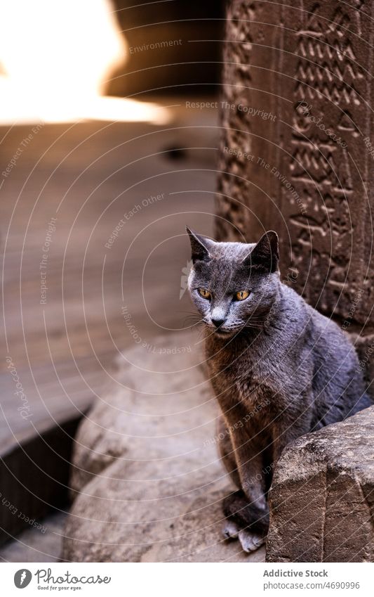 Niedliche Katze in der Nähe einer alten Mauer Tier Straße Wand antik Antiquität Stadt Hieroglyphen Haustier Kreatur Fussel bezaubernd katzenhaft grau Stein