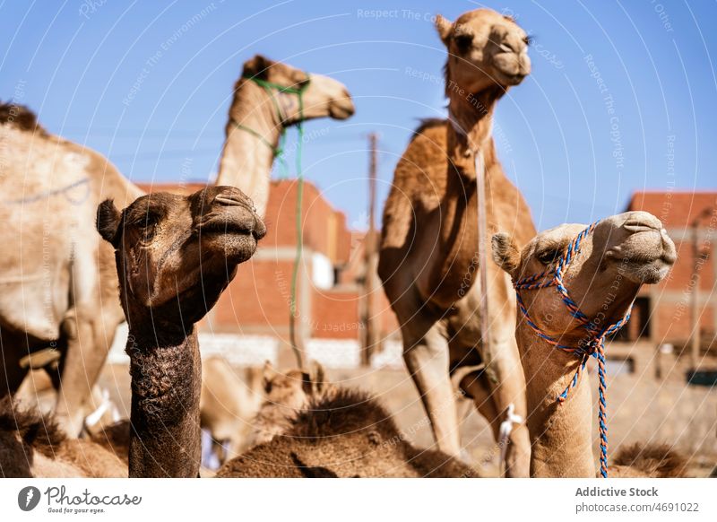 Kamele auf sandigem Boden im Wüstengebiet Camel Tier wüst Wohnwagen Dürre Lebensraum Kreatur Bargeld Viehbestand Herde Zaumzeug Farbe Zoologie Umwelt Land